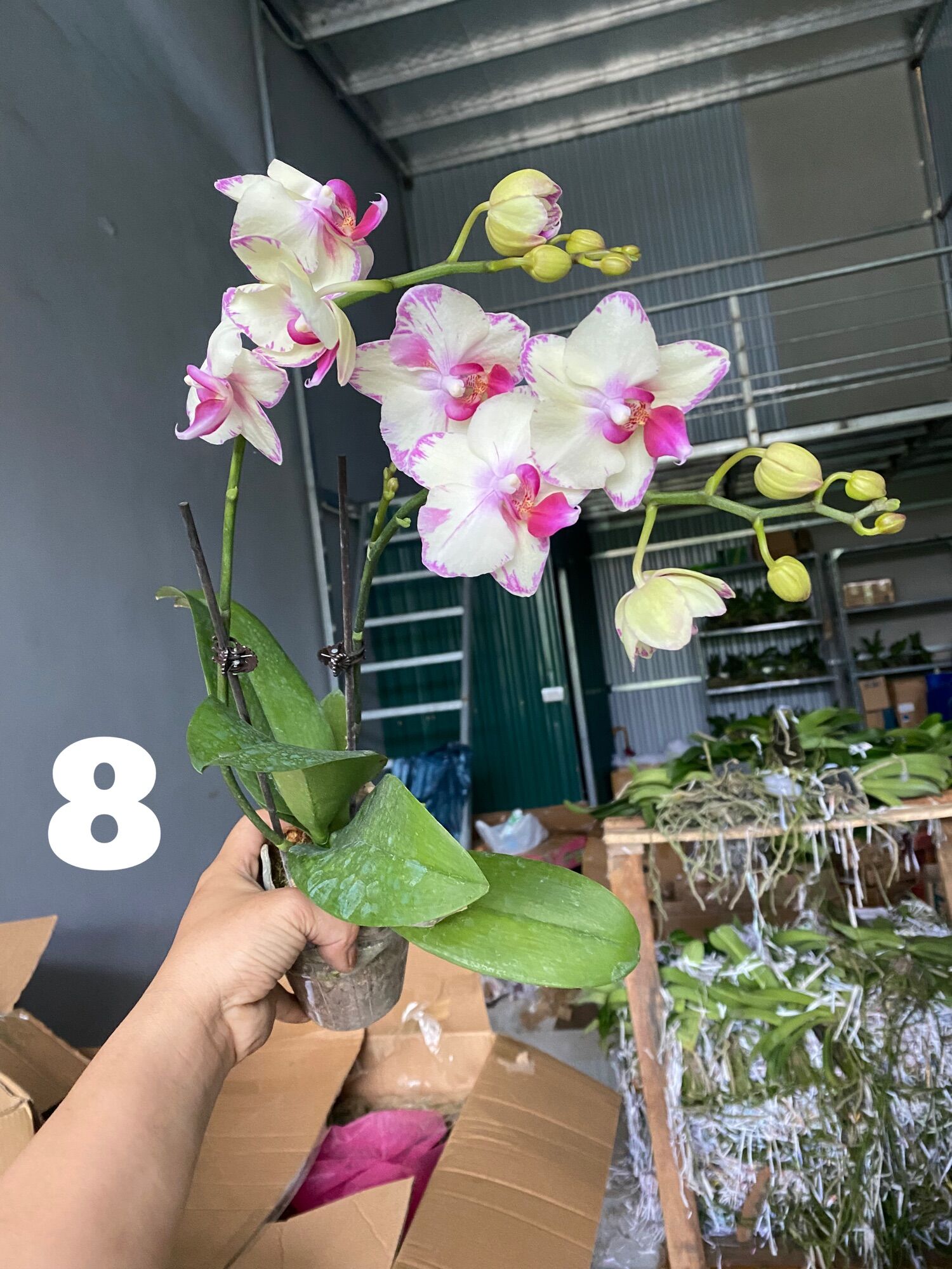 Hồ điệp đang 1 ngồng hoa - Cây Tơ