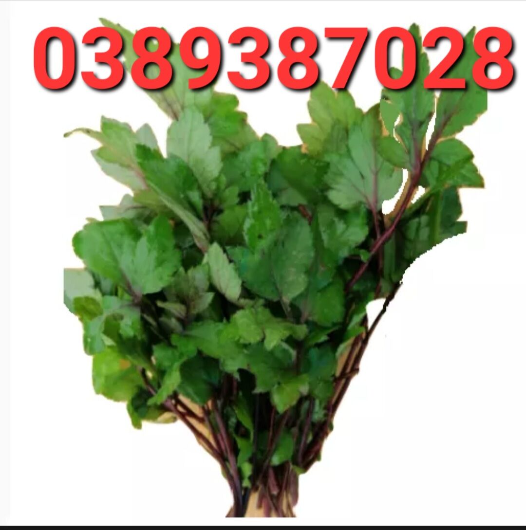 Cây giống ngải cứu tía,ngải cứu tím