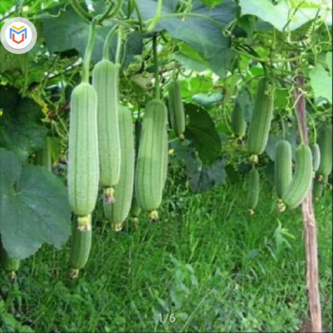 MP132 hạt giống mướp hương