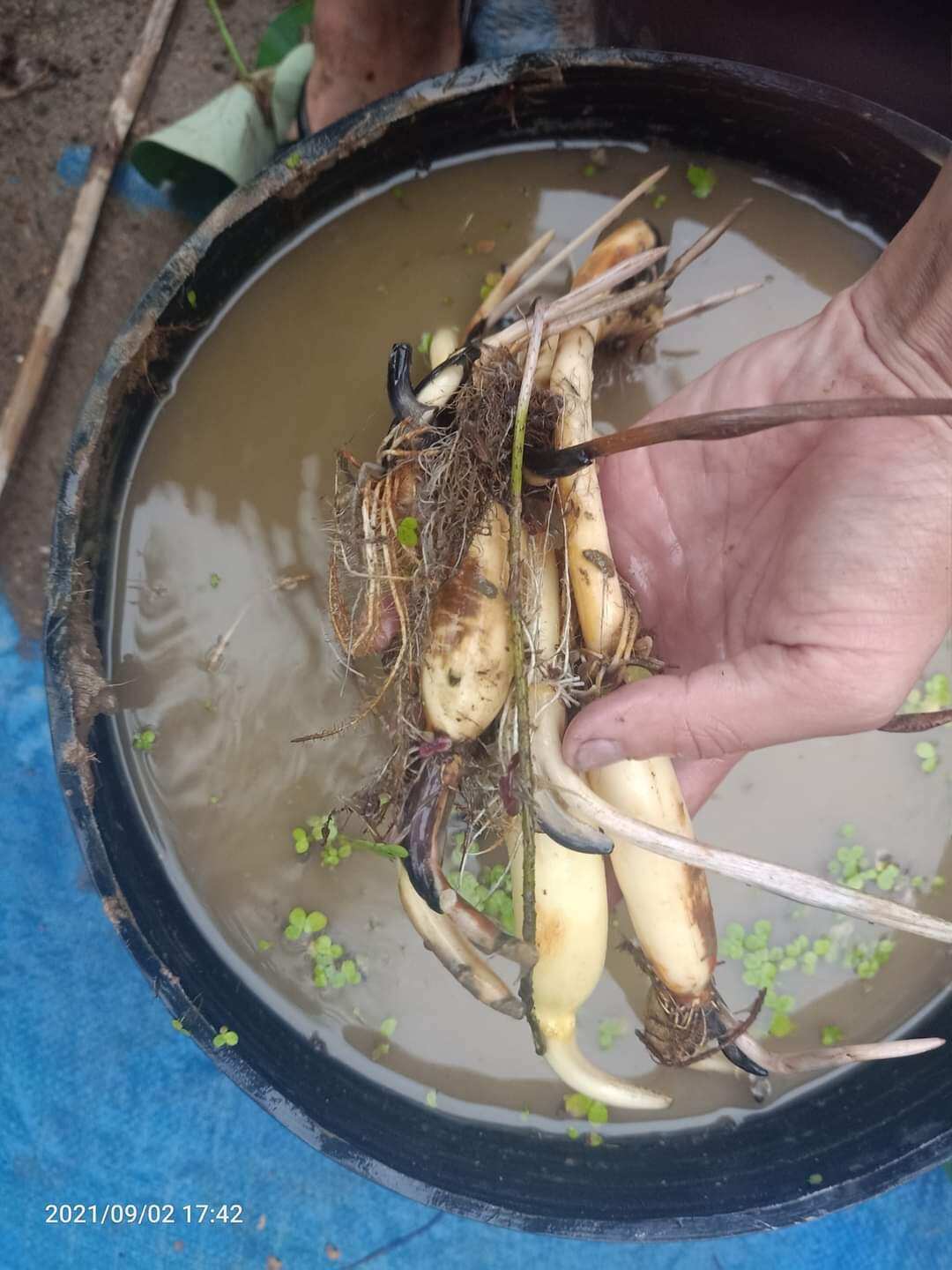 củ giống sen cam nhật