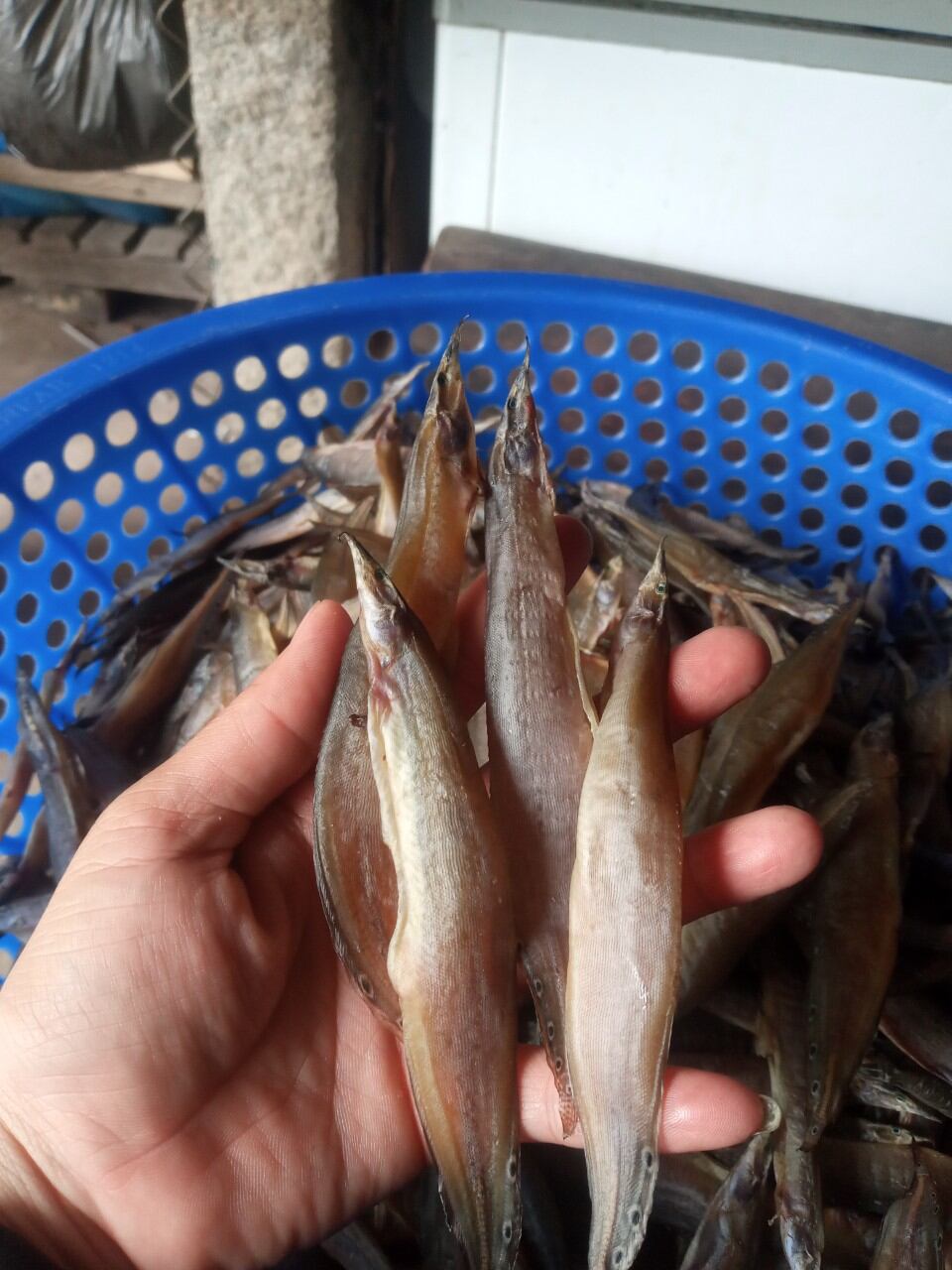 khô cá chạch đồng túi hút chân không 500g