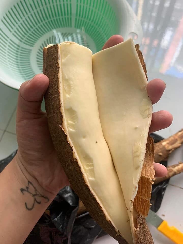 2kg khoai mì vàng giống Thái (lột sẵn, hút ép chân không)