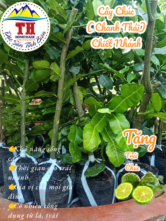 Cây Chúc ( Chanh Thái ) - Chiết Nhánh - Đặc sản An Giang ( Cây chanh Thái lá số 8)