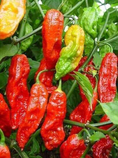 Hạt  Ớt  siêu cay  Red Habanero 5 hạt