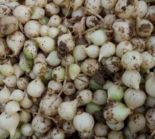 1kg Củ nén quê nghệ an chất lượng cao có chứng nhận OCOP về chất lượng