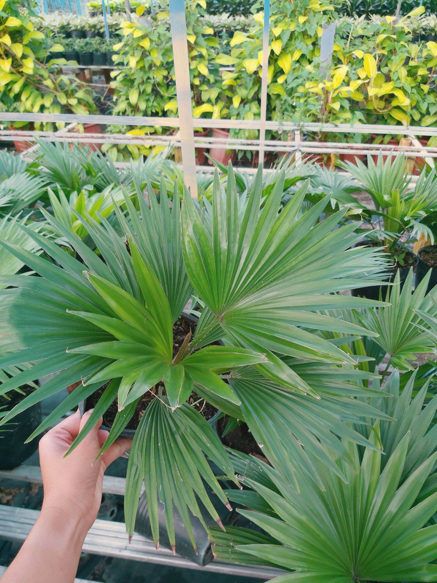 Cây Cọ Nhật