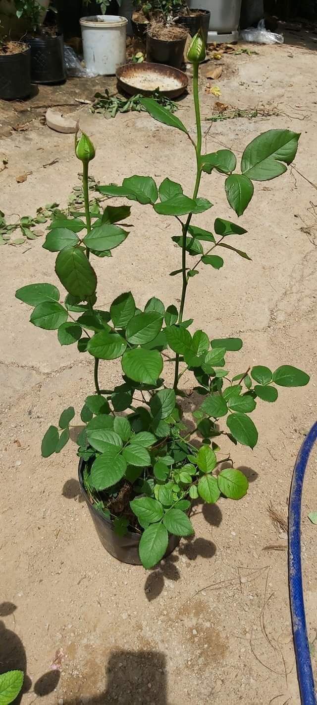 Hoa hồng bụi Abracadabra Rose - phù thuỷ đen