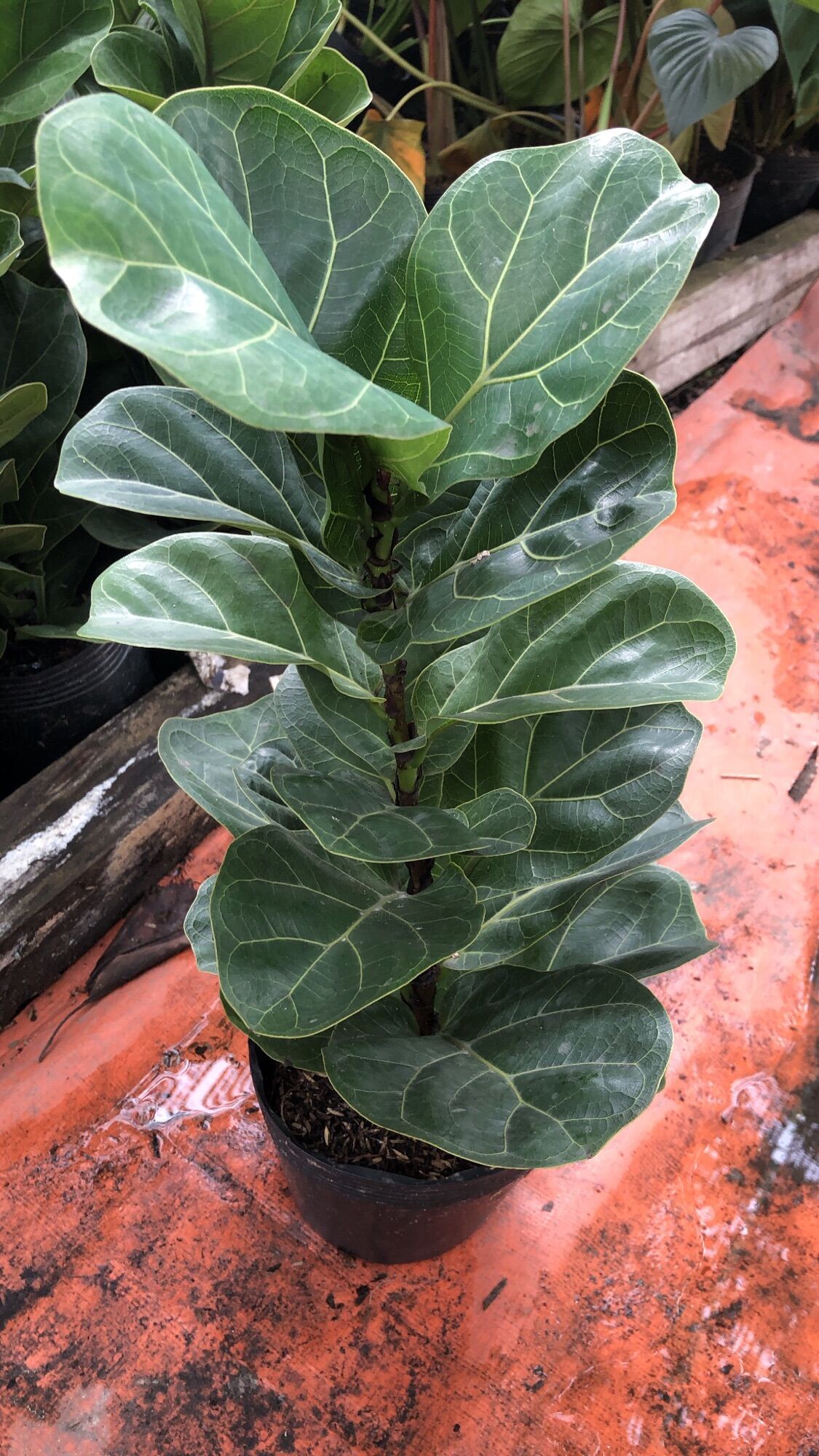 Cây bàng Singapore mini lá nhỏ