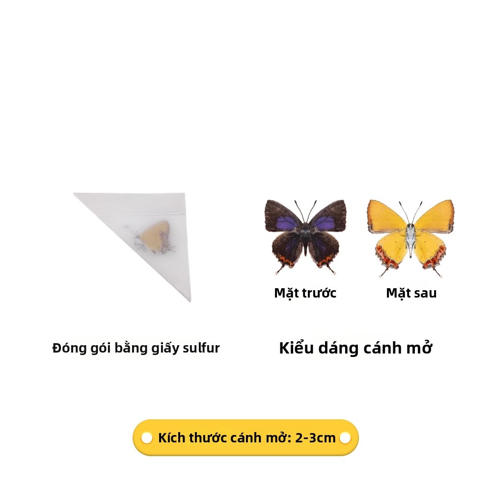 Mẫu Bướm Không Phẳng Dành Cho DIY và Nghiên Cứu