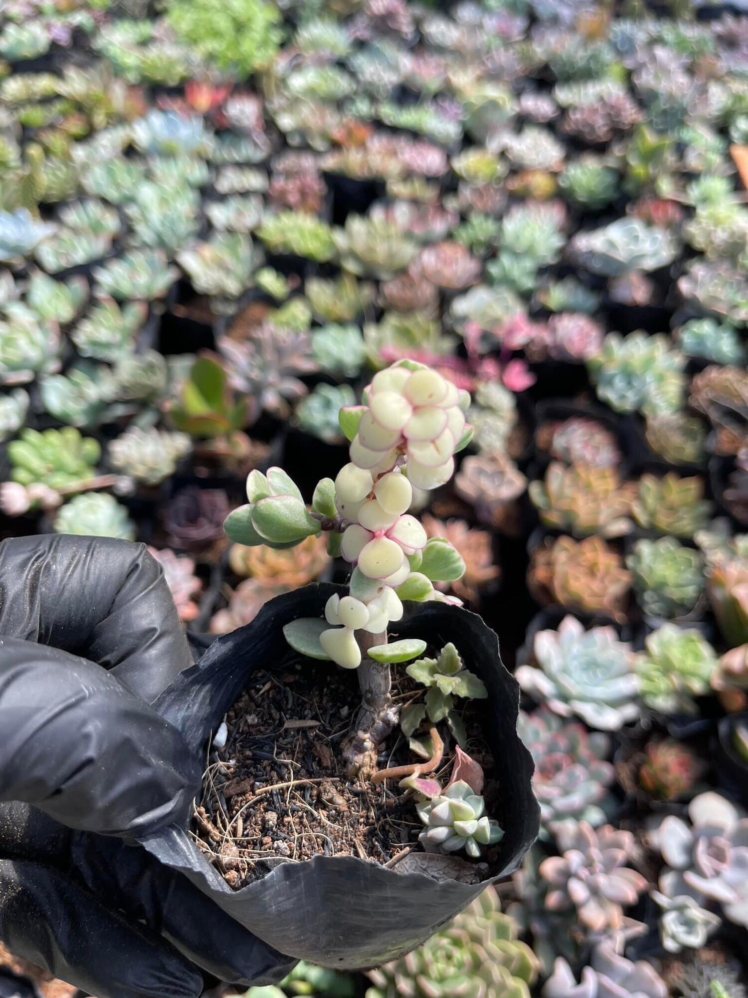 Sen $ var cute size bầu
