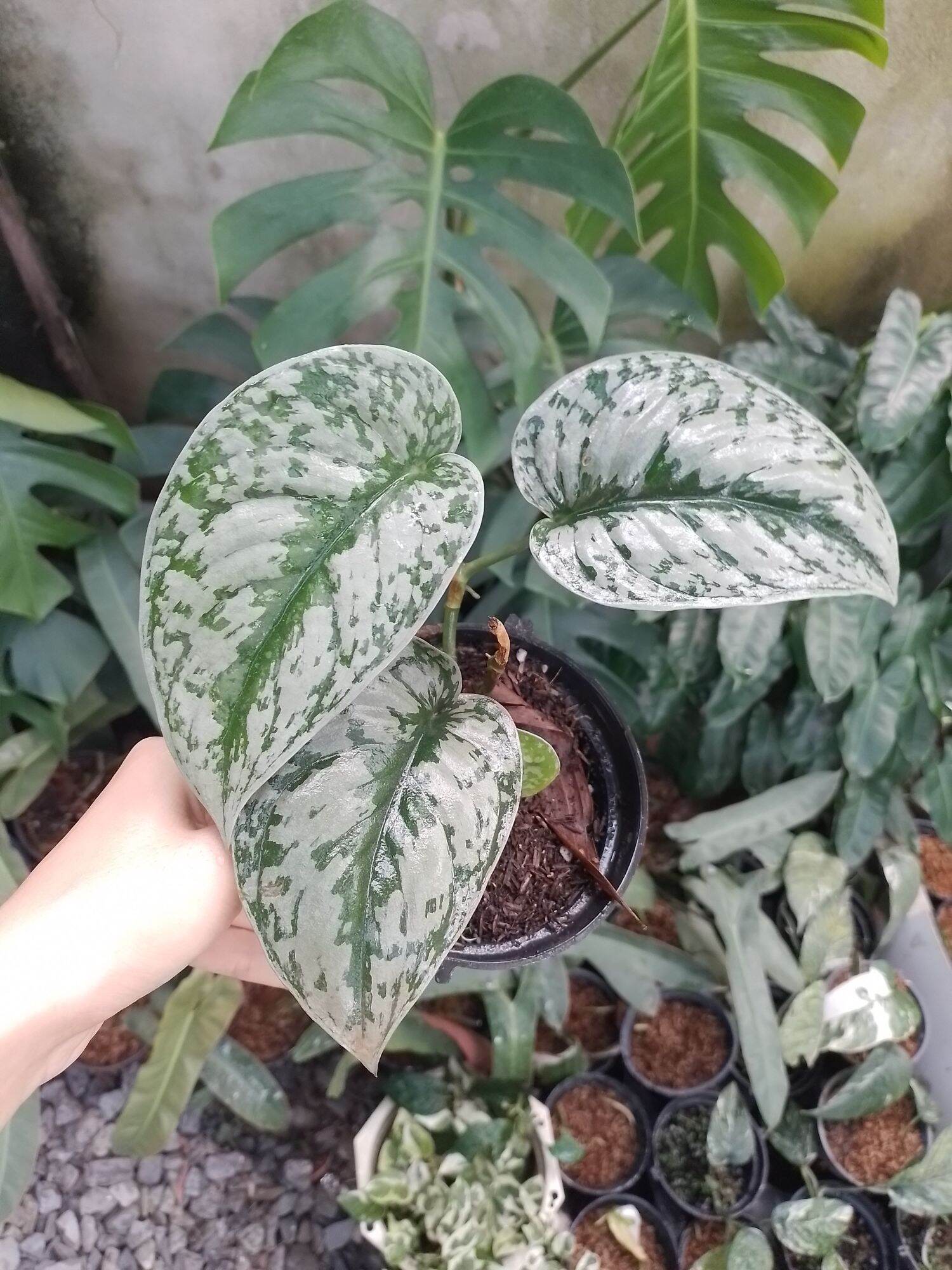scindapsus exotica