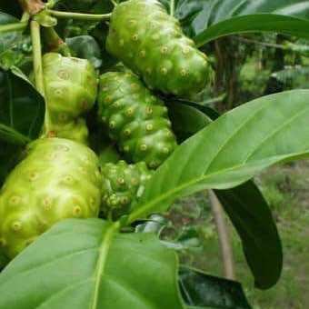 Cây nhàu giống