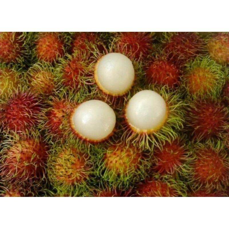 Cây chôm chôm thái siêu sớm