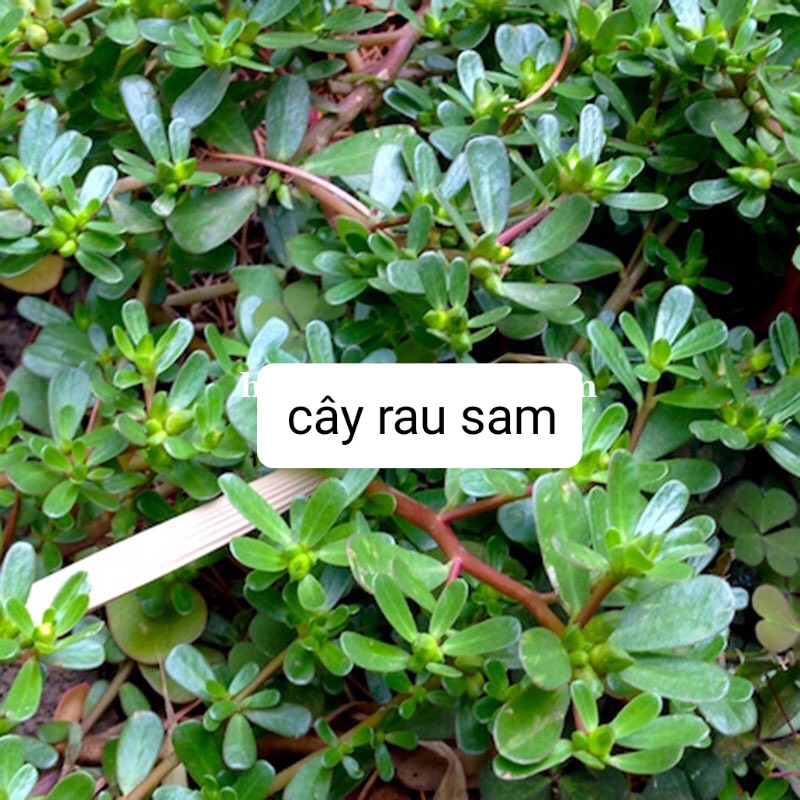 Hạt giống rau sam gói 2 gram