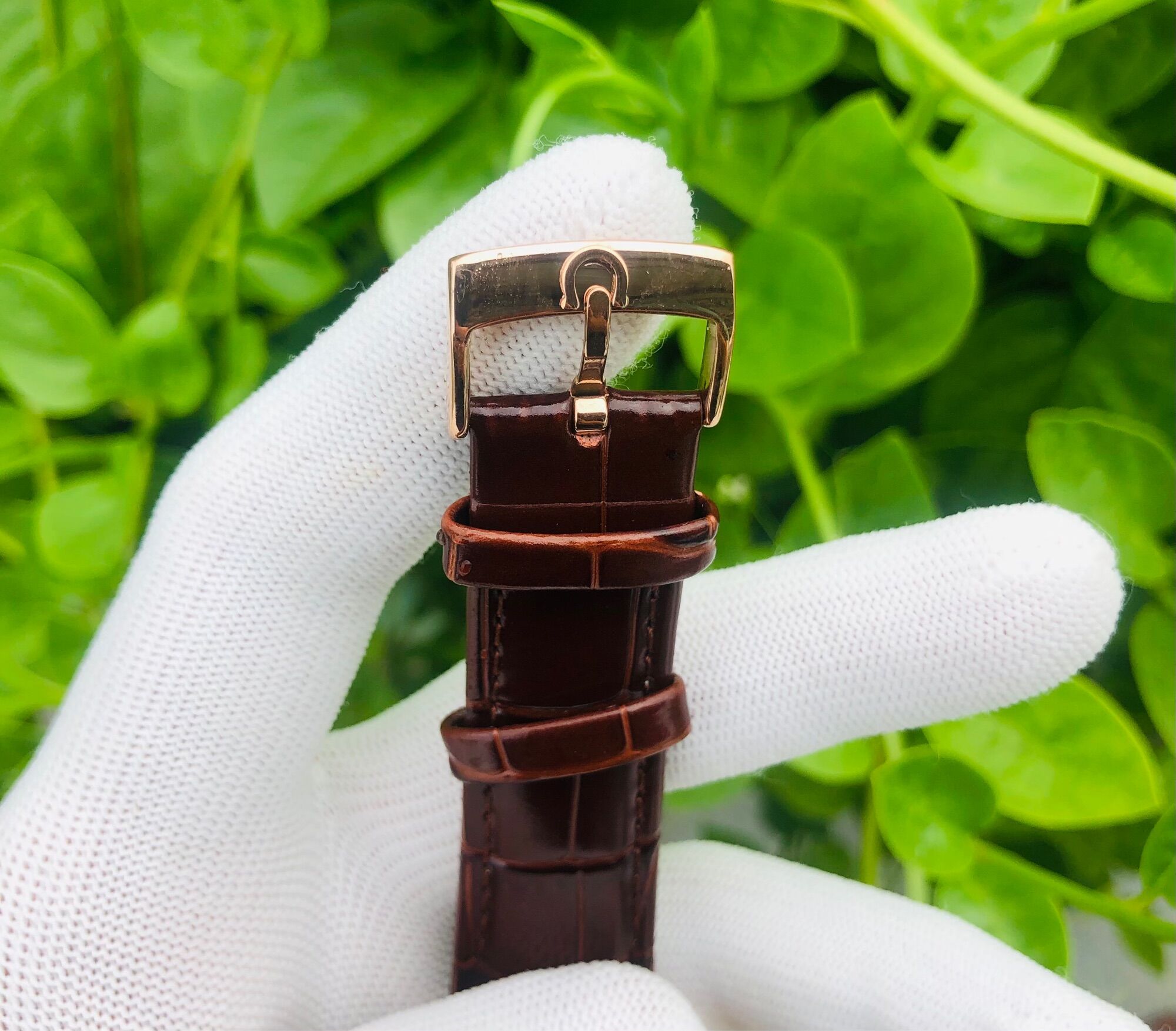 Omega Contelesion