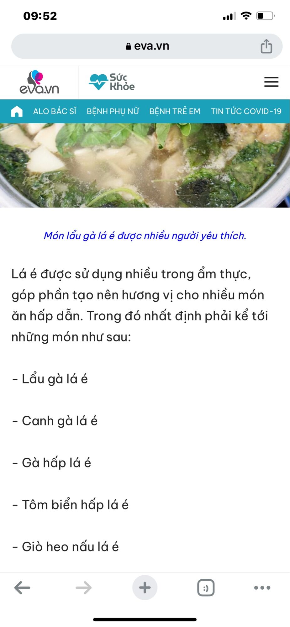 Cây giống lá é nấu lẫu gà lá é