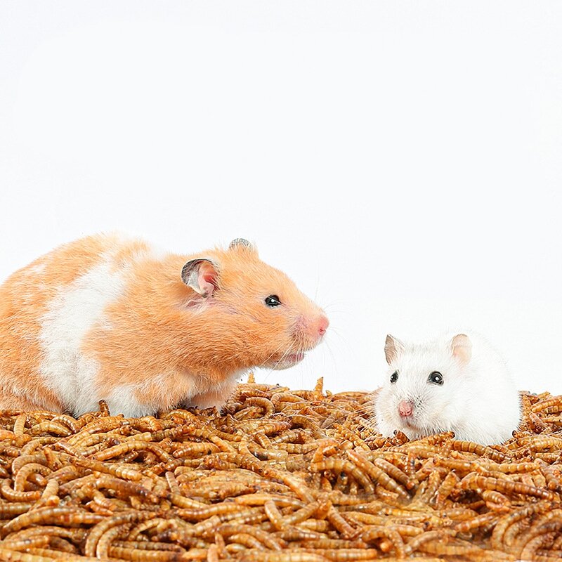 Sâu lớn sấy khô túi 20g cho Hamster, cá, bò sát , gà kiểng, sóc, nhím, chim cảnh,...