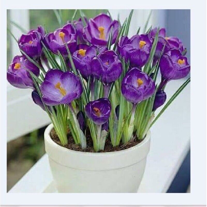 Củ hoa nghệ Tây