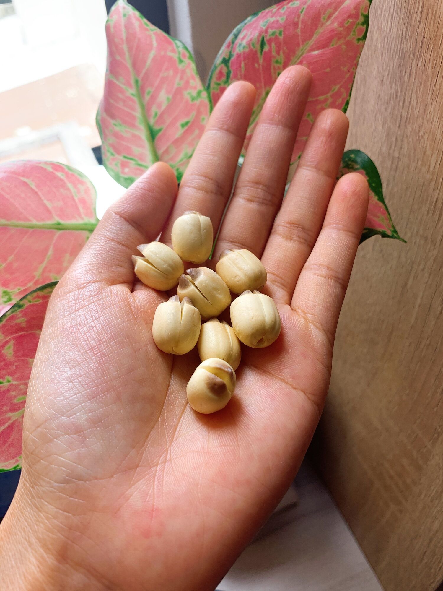 Hạt sen tươi Đồng Tháp