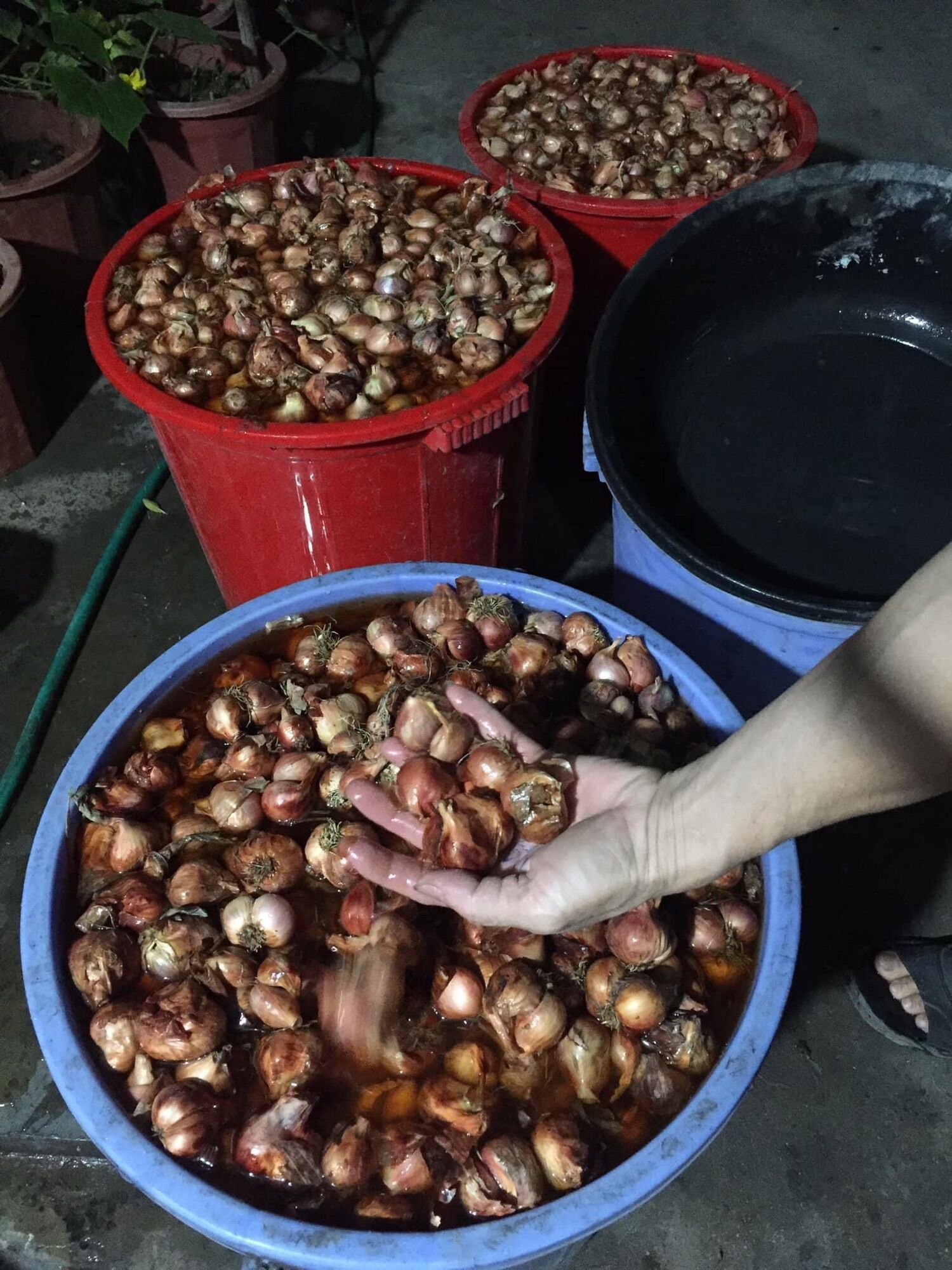 Hành phi khô hộp 500g