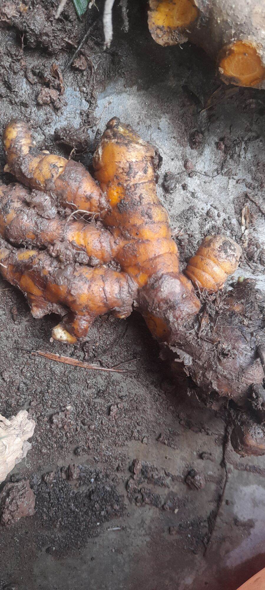 Củ nghệ, 1kg