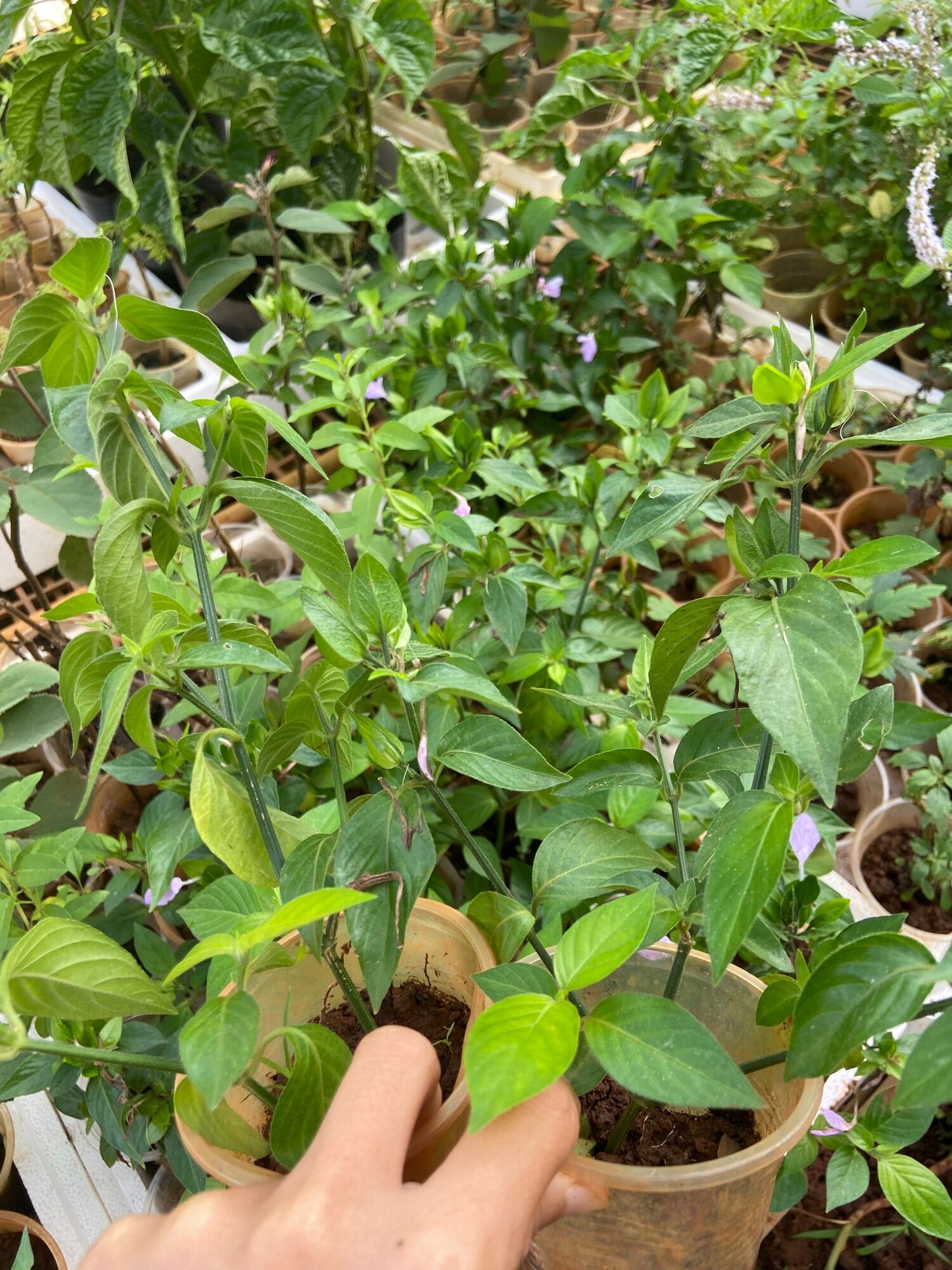 Cây lá cẩm đỏ, tím
