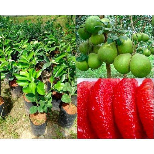 CÂY GIỐNG BƯỞI RUBY Thái LAN