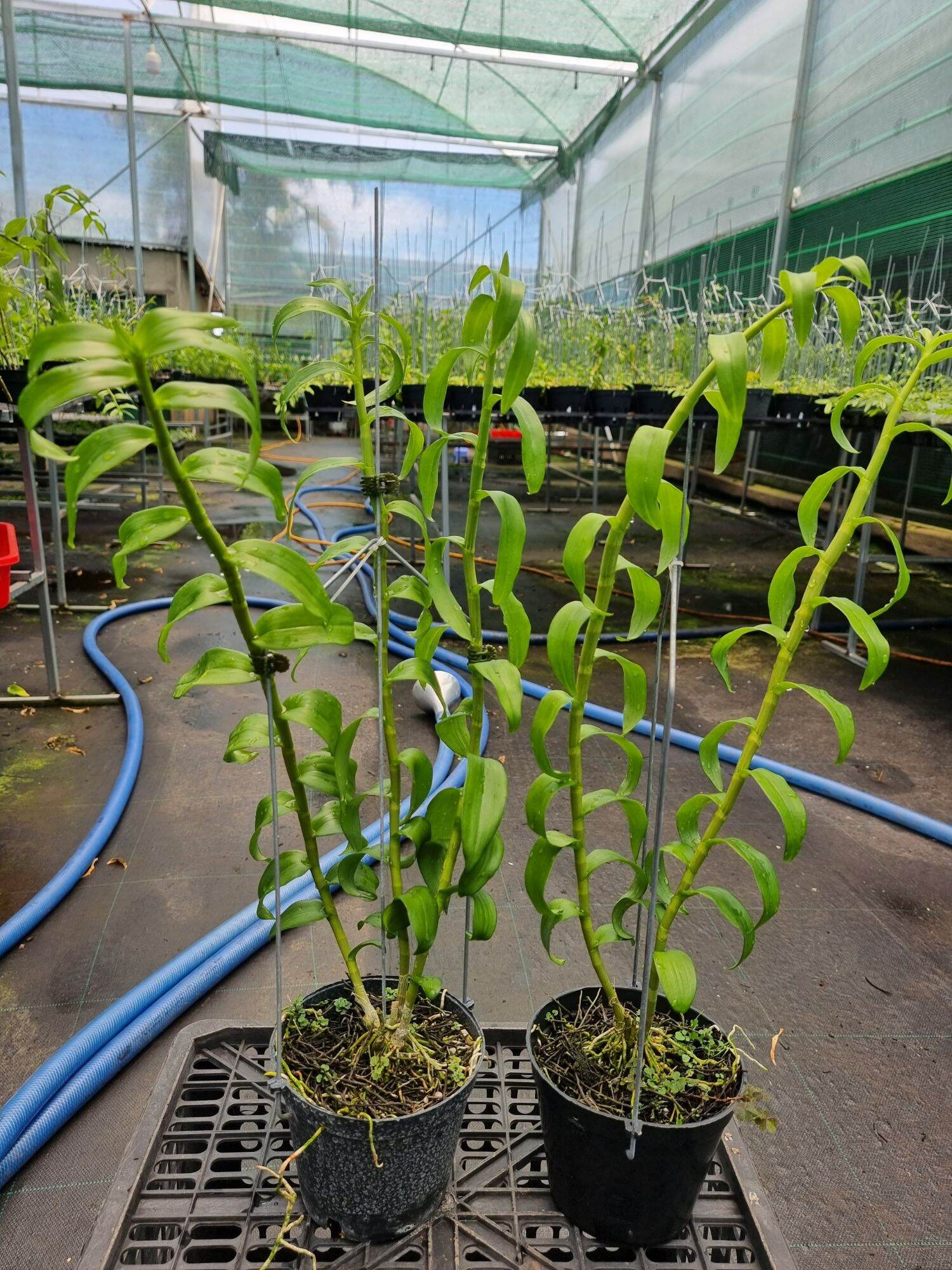 hoa lan chớp mỹ  2 thân trồng trong chậu phi 14