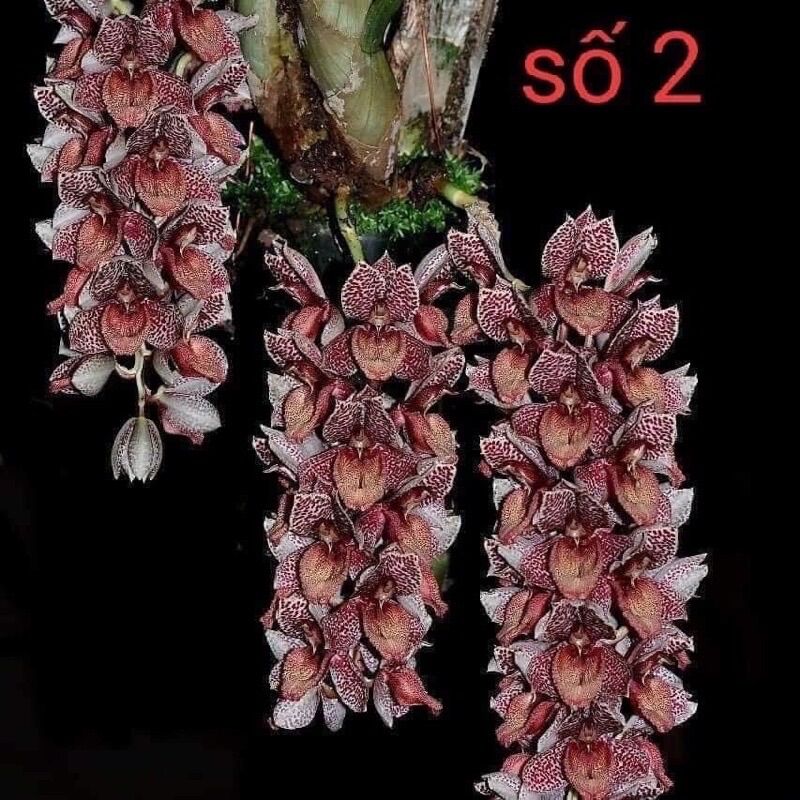 Củ hoa địa lan luân(1củ)