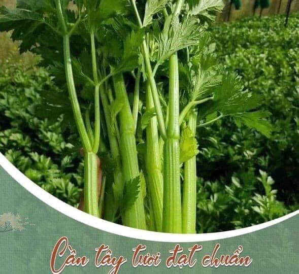 BỘT CẦN TÂY SẤY LẠNH 500gr