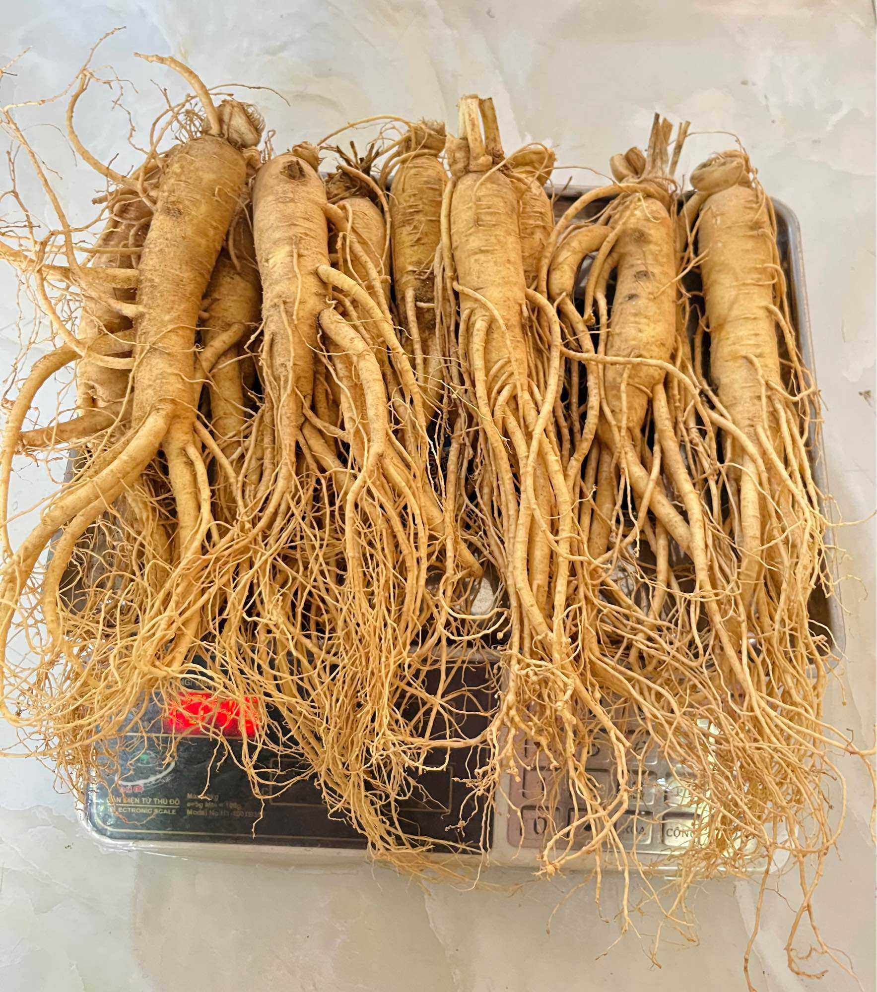 1Kg Nhân Sâm Tươi Hàn Quốc Size 10 Củ/Kg - Sâm Tươi Chuẩn Hàn Quốc 6 Năm Tuổi