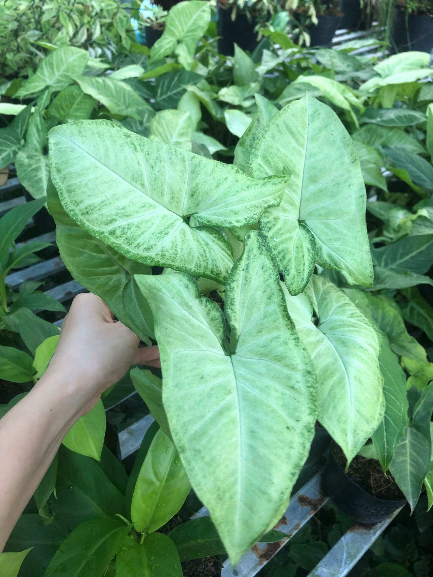 Cây Trầu bà lá trắng/ Cây tróc bạc