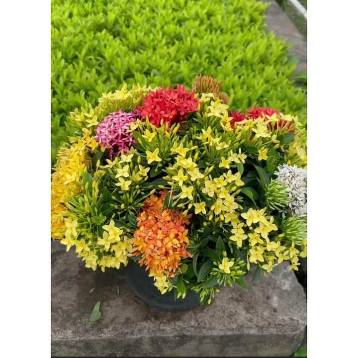 Cây hoa mẫu đơn ngũ sắc