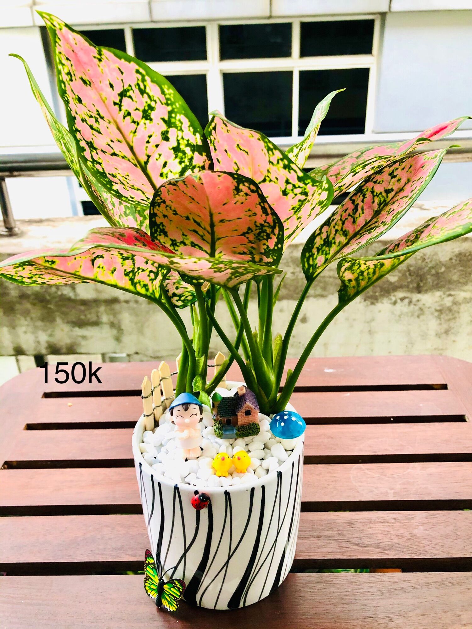 Chậu tiểu cảnh vạn lộc