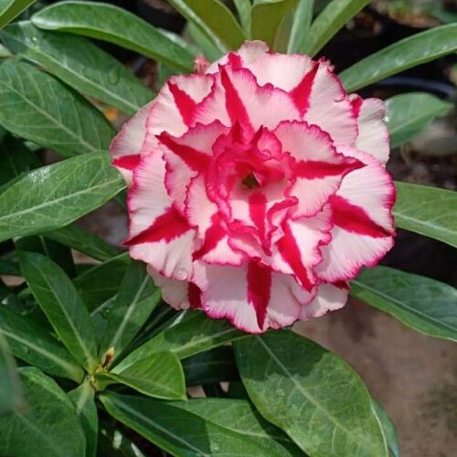 100 hạt sứ thái cánh kép nhập khẩu
