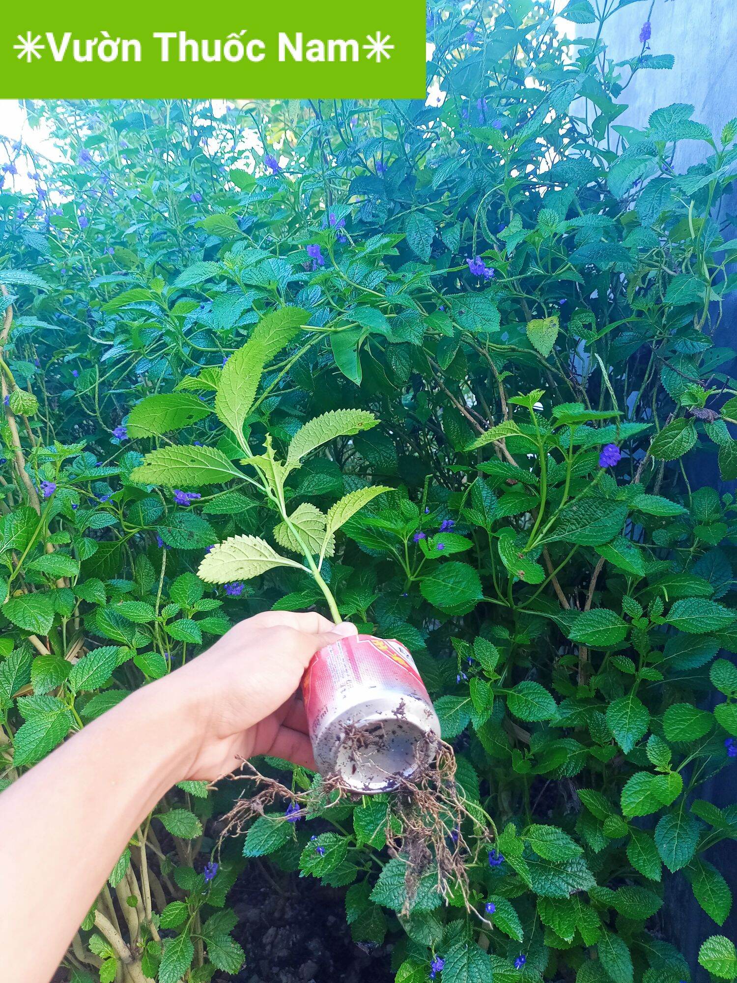combo 3 cây đuôi chuột cây mạch lạc làm giống