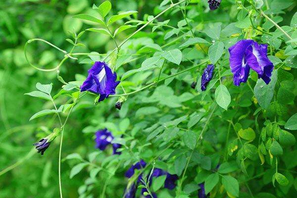 Hạt giống hoa Đậu Biếc dễ trồng, dễ chăm sóc