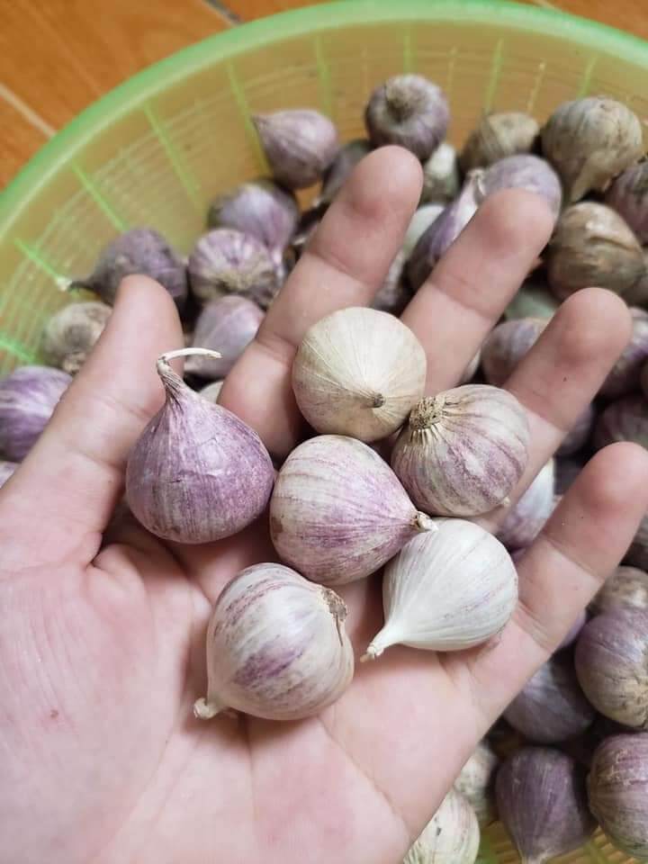 combo 3kg tỏi cô đơn