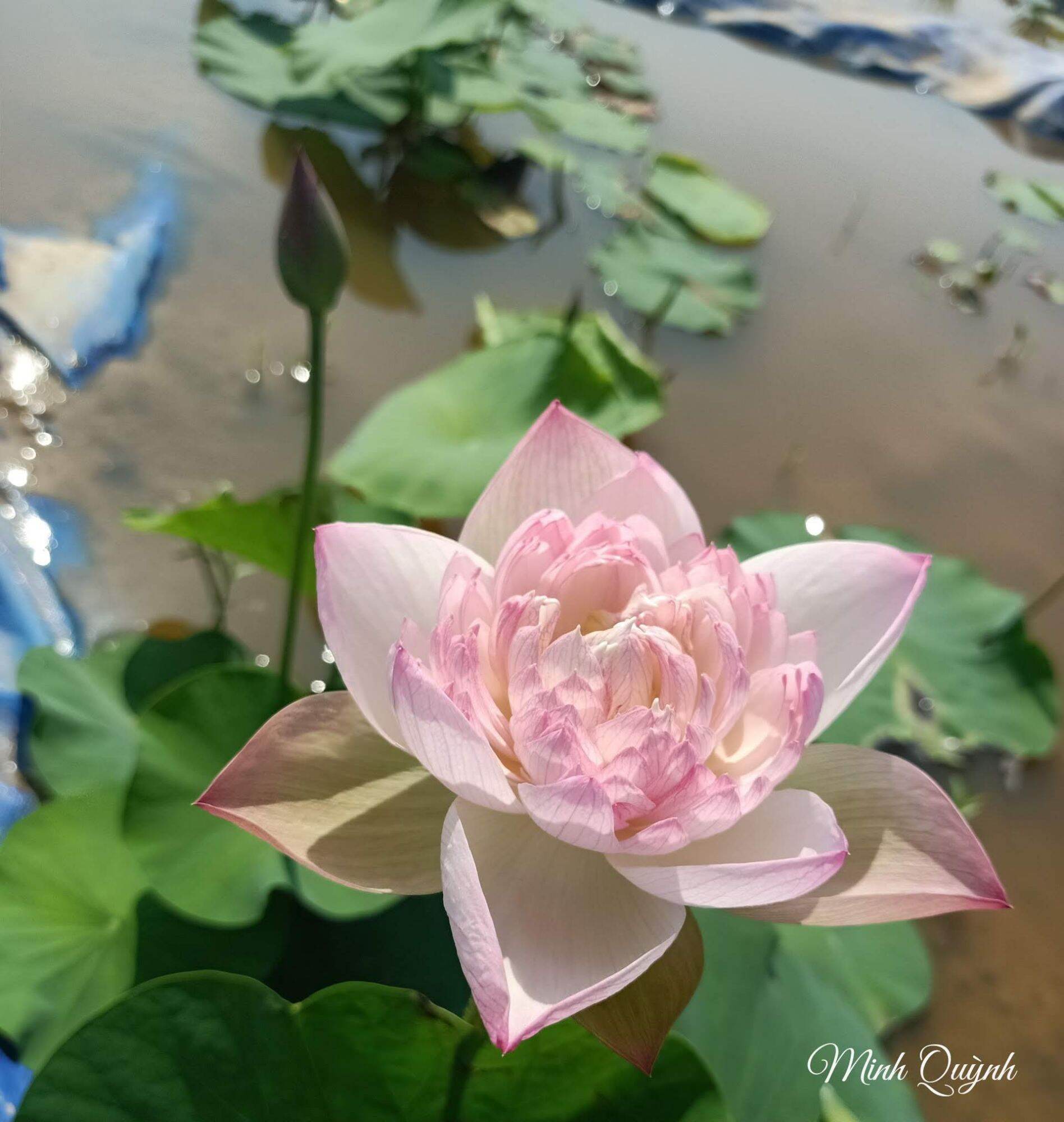 Củ sen Super Lotus