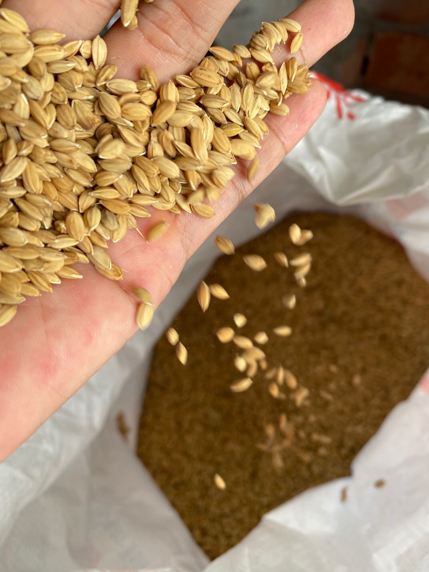 10kg Lúa nhật hạt tròn, thức ăn cho chim, gà, sóc, chuột