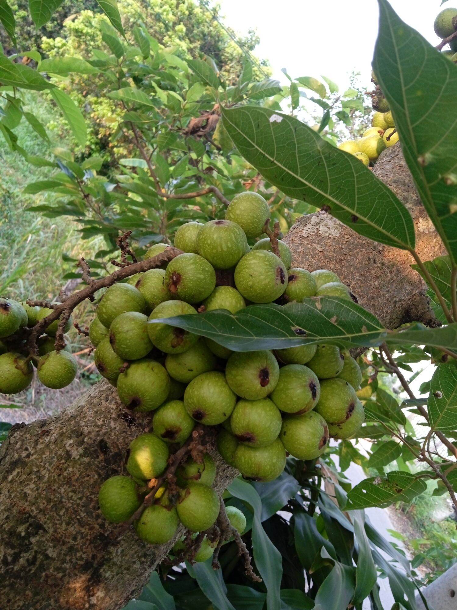 Trái sung tươi 1kg HCM