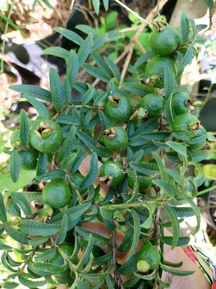 Cây ổi xá lị thơm ngon