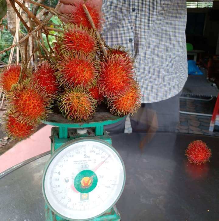 Cây giống Chôm Chôm Tiến Cường