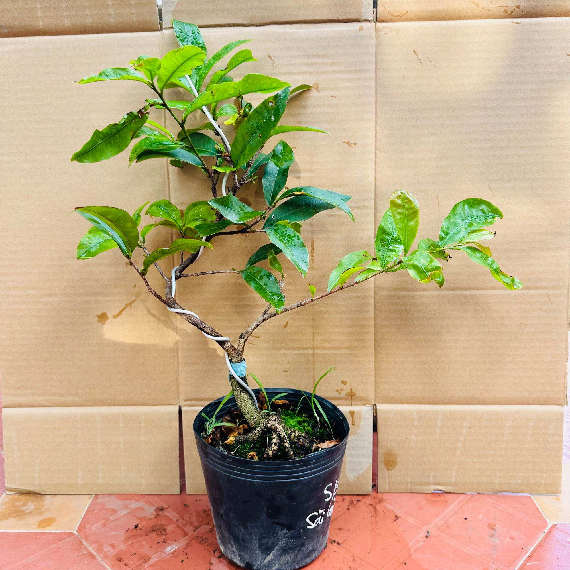 Cây mai giảo siêu bông Sài Gòn, gốc đẹp - siêu nụ, bonsai gốc ghép đẹp