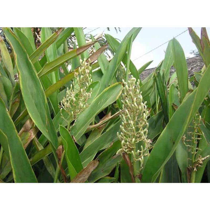 Củ riềng giống (gia vị nấu ăn)