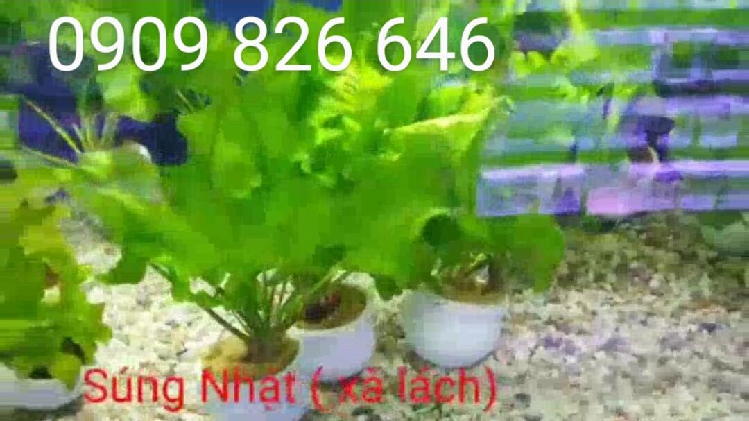 Cây thủy sinh Xà lách Nhật