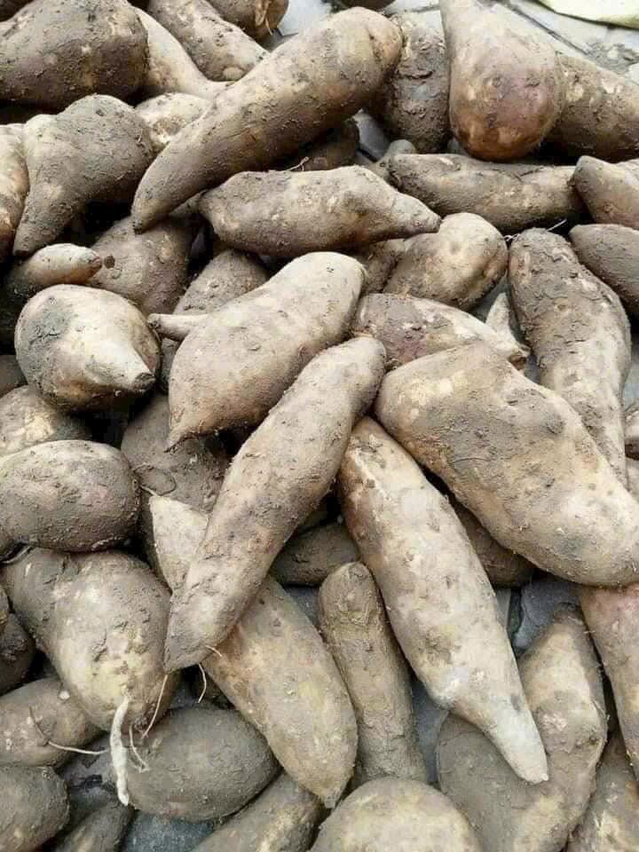 3kg khoai sâm đất ngọt giòn mộng nước