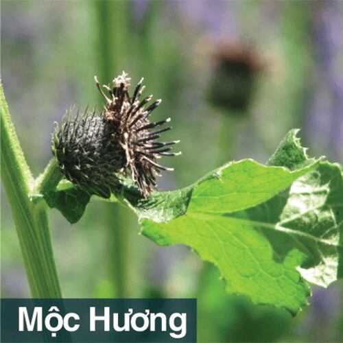 Đại tràng Bảo Nguyên, hộp 50v