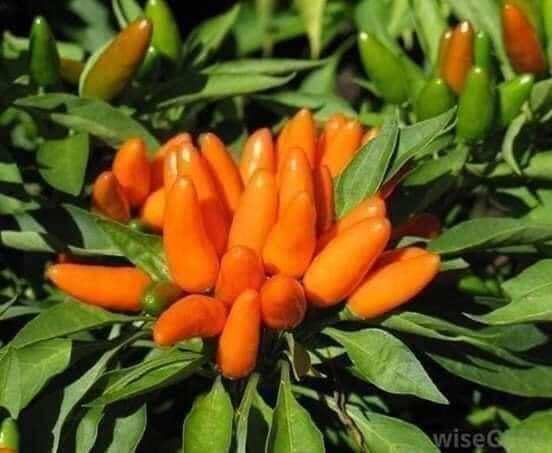 Hạt Ớt  chùm chili cam Thái  5 Hạt cay