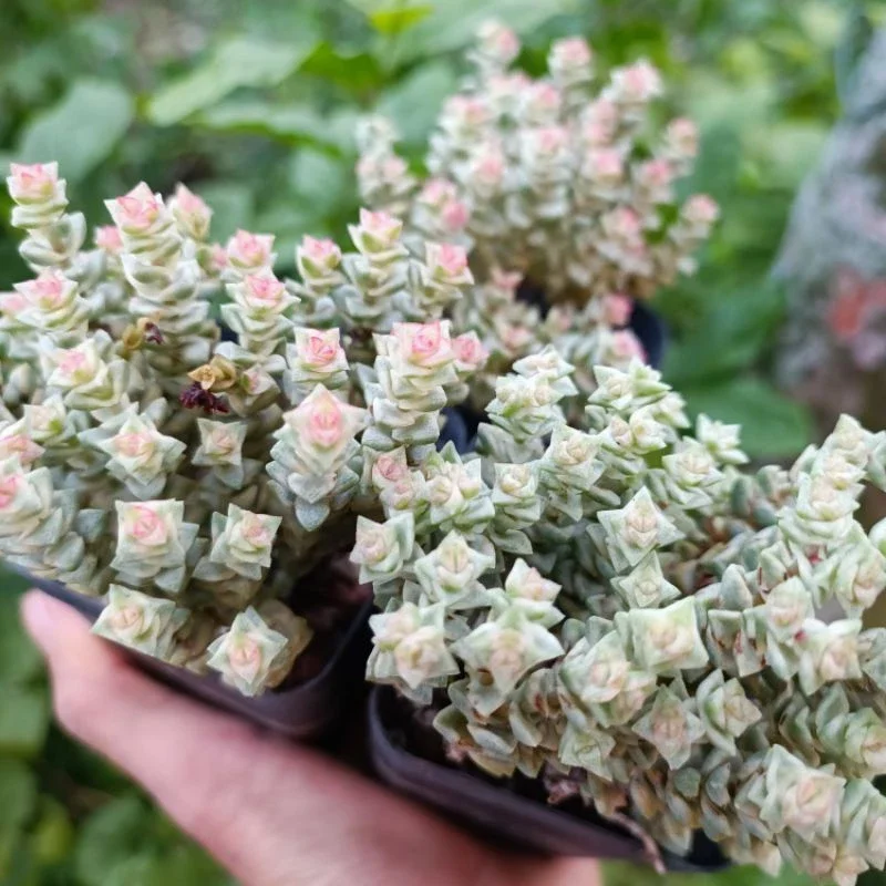 Sale+ Sen Đá Xiên Thịt Var